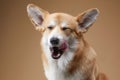 A jovial Welsh Corgi mid-lick, eyes squinted in delight, set against a neutral backdrop