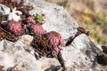 Jovibarba sobolifera, Jovibarba globifera, rolling hen-and-chicks,