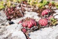 Jovibarba sobolifera, Jovibarba globifera, rolling hen-and-chicks,