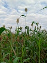 Jowar crop Royalty Free Stock Photo