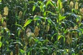 Jowar grain sorghum crop farm Royalty Free Stock Photo