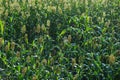 Jowar grain sorghum crop farm Royalty Free Stock Photo