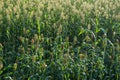 Jowar grain sorghum crop farm Royalty Free Stock Photo