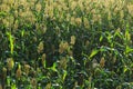 Jowar grain sorghum crop farm Royalty Free Stock Photo