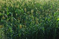 Jowar grain sorghum crop farm Royalty Free Stock Photo