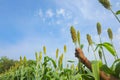 jowar grain or sorghum crop farm over blue sky background Royalty Free Stock Photo