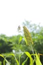 jowar grain or sorghum crop farm over blue sky background Royalty Free Stock Photo
