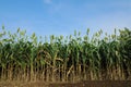jowar grain or sorghum crop farm over blue sky background Royalty Free Stock Photo