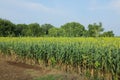 jowar grain or sorghum crop farm over blue sky background Royalty Free Stock Photo