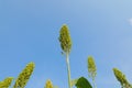 jowar grain or sorghum crop farm over blue sky background Royalty Free Stock Photo