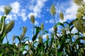 Jowar grain sorghum crop farm Royalty Free Stock Photo