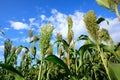 Jowar grain sorghum crop farm Royalty Free Stock Photo