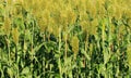 Jowar grain sorghum crops Royalty Free Stock Photo