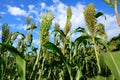 Jowar grain sorghum growing Royalty Free Stock Photo