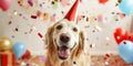 Joy And Happiness Abound As Delightful Dog Celebrates Festive Birthday Bash