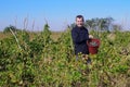 Grapes and vines. The joy of harvest