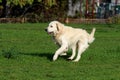 Joy Of Life / Freedom / Golden Retriever Runs