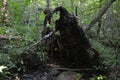 Joyce Kilmer Forest Landscape