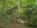 Joyce Kilmer Memorial Forest Hiking Trail