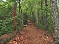 Joyce Kilmer Memorial Forest Hiking Trail Royalty Free Stock Photo