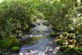 Joyce Kilmer Memorial Forest