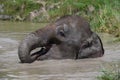 A joyful Asian elephant sits up to its neck in a pond and puts its trunk in its mouth