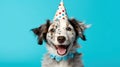 Joyful Australian Shepherd dog celebrating with a polka dot birthday hat and a blue bowtie on a vibrant turquoise background