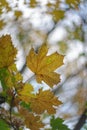 Maple leaves in autumn fall