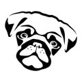 Joyful black pug head silhouette. Kind outline of domestic dog with cute muzzle