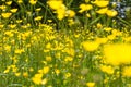 Joyful blossoming buttercup flowers for biodiversity, natural backyard and gardening
