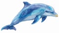 Joyful Blue Dolphin Jumping Isolated on White Background Royalty Free Stock Photo