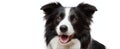 The joyful border collie with an adorable smile in a bright studio setting..AI generated image Royalty Free Stock Photo