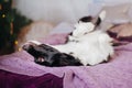 Joyful Border Collie: Celebrating Christmas