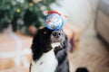 Joyful Border Collie: Celebrating Christmas and New Year with Decorations