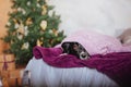 Joyful Border Collie: Celebrating Christmas and New Year with Decorations