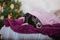 Joyful Border Collie: Celebrating Christmas and New Year with Decorations