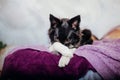 Joyful Border Collie: Celebrating Christmas and New Year with Decorations