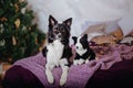 Joyful Border Collie: Celebrating Christmas and New Year with Decorations