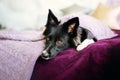 Joyful Border Collie: Celebrating Christmas and New Year with Decorations