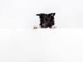 Joyful Border Collie dog looking aside, imaging something with a white banner or a poster in front of him, isolated. Card template