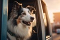 Happy Dog Enjoying Car Ride at Sunset Royalty Free Stock Photo