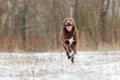 Joyful brown dog runs on the first snow