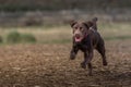 Joyful brown Labrador Retriever running joyously through a lush meadow