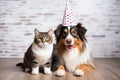 Joyful Cat and Dog Sporting Party Hats for a Festive Birthday Bash with Space for Text