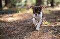 Joyful Chihuahua Amongst Autumn Leaves