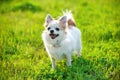 Joyful Chihuahua dog on green lawn background