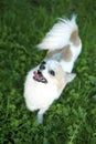 Joyful Chihuahua on greens background