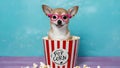 A joyful chihuahua wearing pink glasses sits in a popcorn bucket. Concept Pet Photography, Dogs in Royalty Free Stock Photo