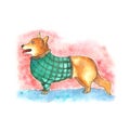 Cute Corgi in a sweater. executed using watercolor technique.