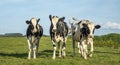 Joyful cow calves hopping through the meadow, happy and playful Royalty Free Stock Photo